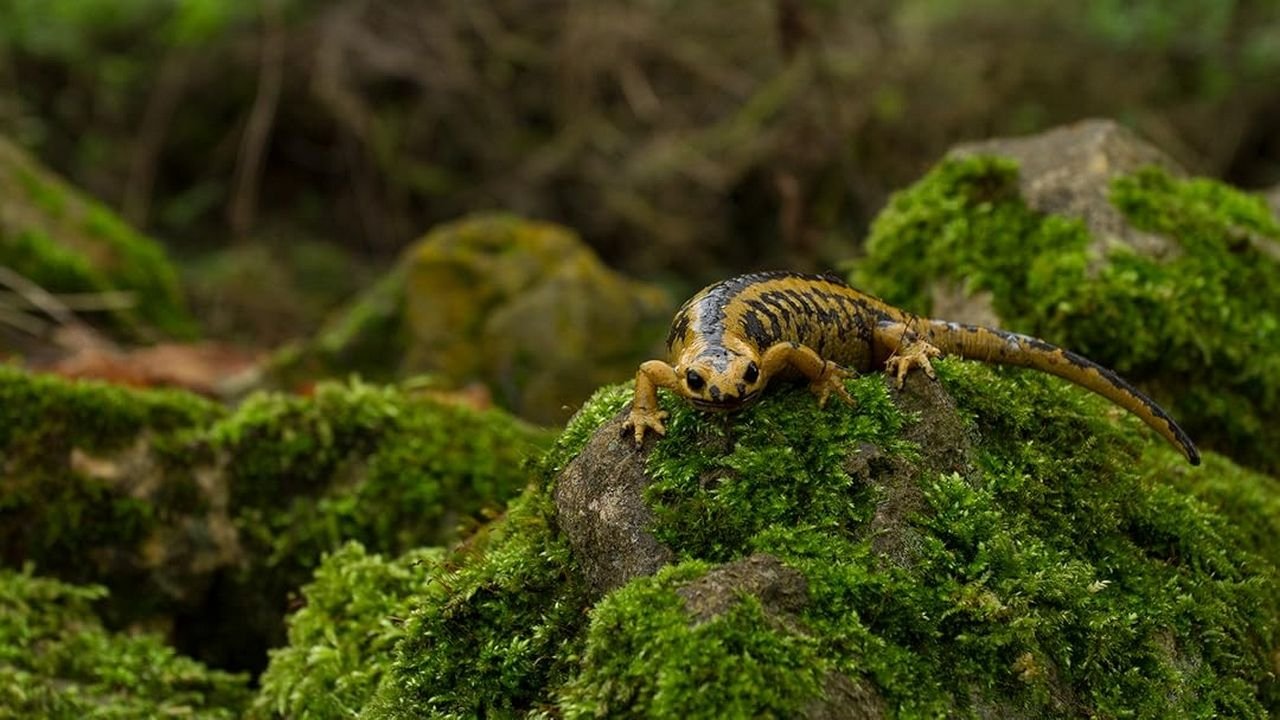 backdrop Los ultimos dragones de Oviedo