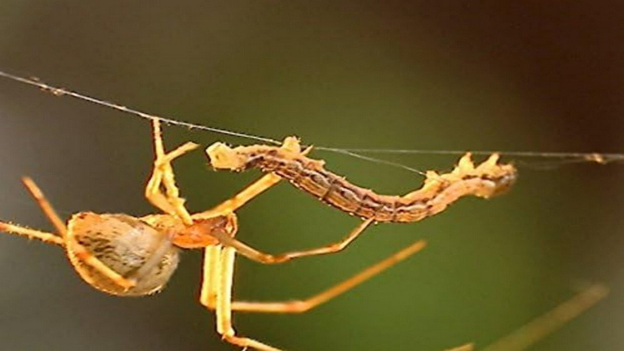 Animal Web