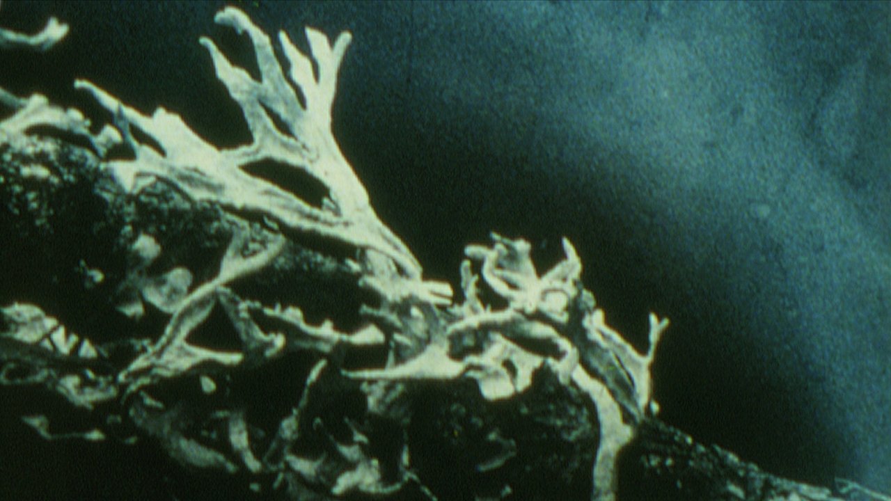 Discoveries on the Forest Floor 1-3