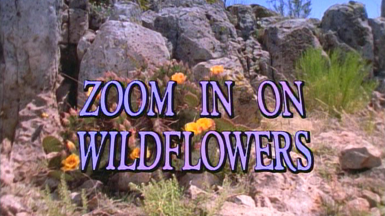 Zoom in on Wildflowers