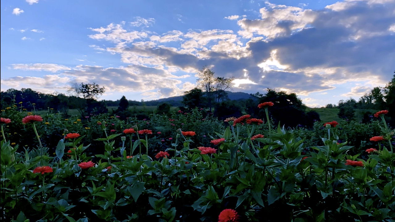 Half a Summer on Waterpenny Farm