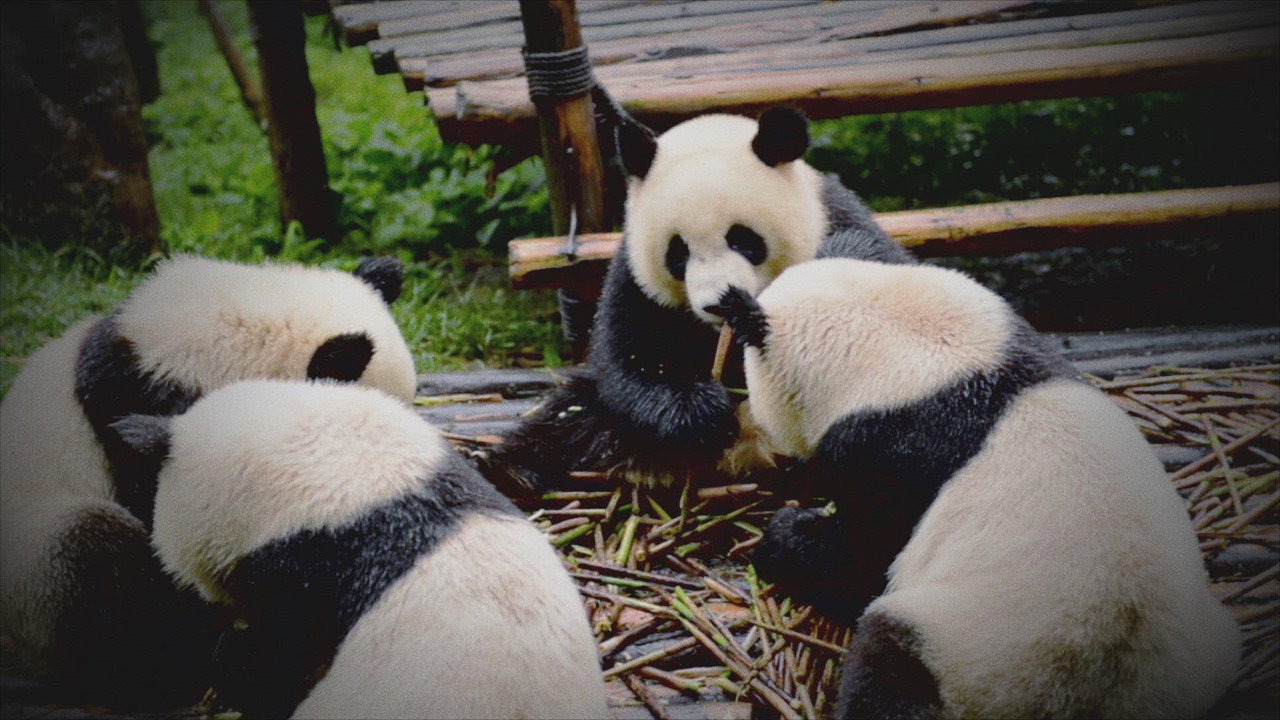 Spectacular Cons