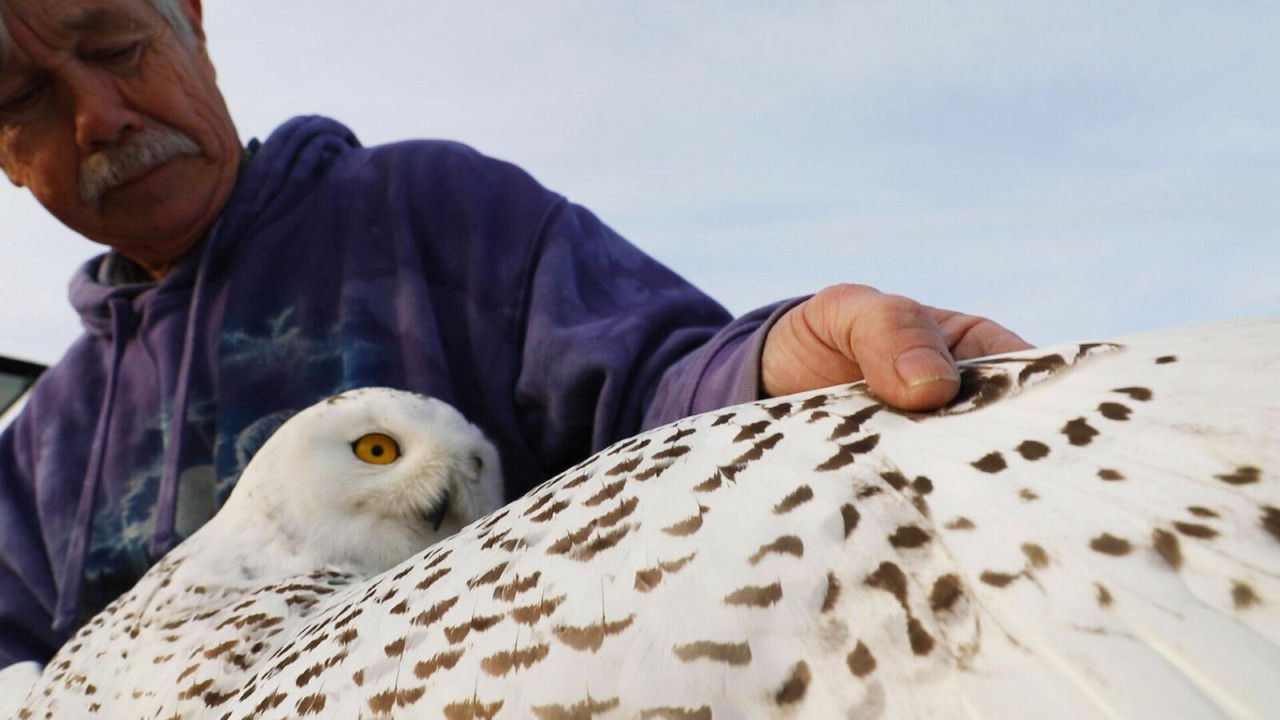 backdrop The Snowy Owls of Logan Airport