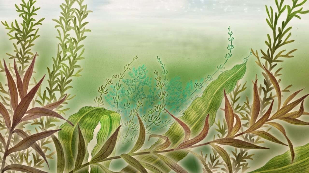 enlarged Backdrop 0