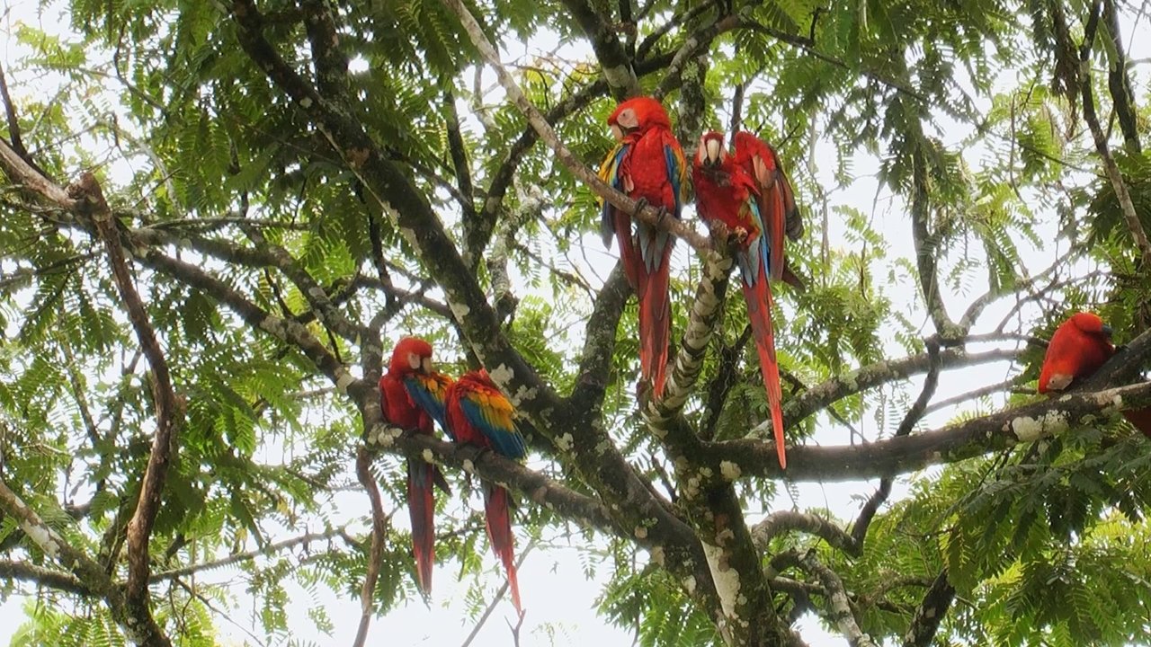 backdrop World Natural Heritage Costa Rica: Guanacaste National Park