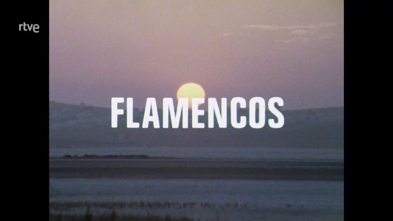 The Flamingos