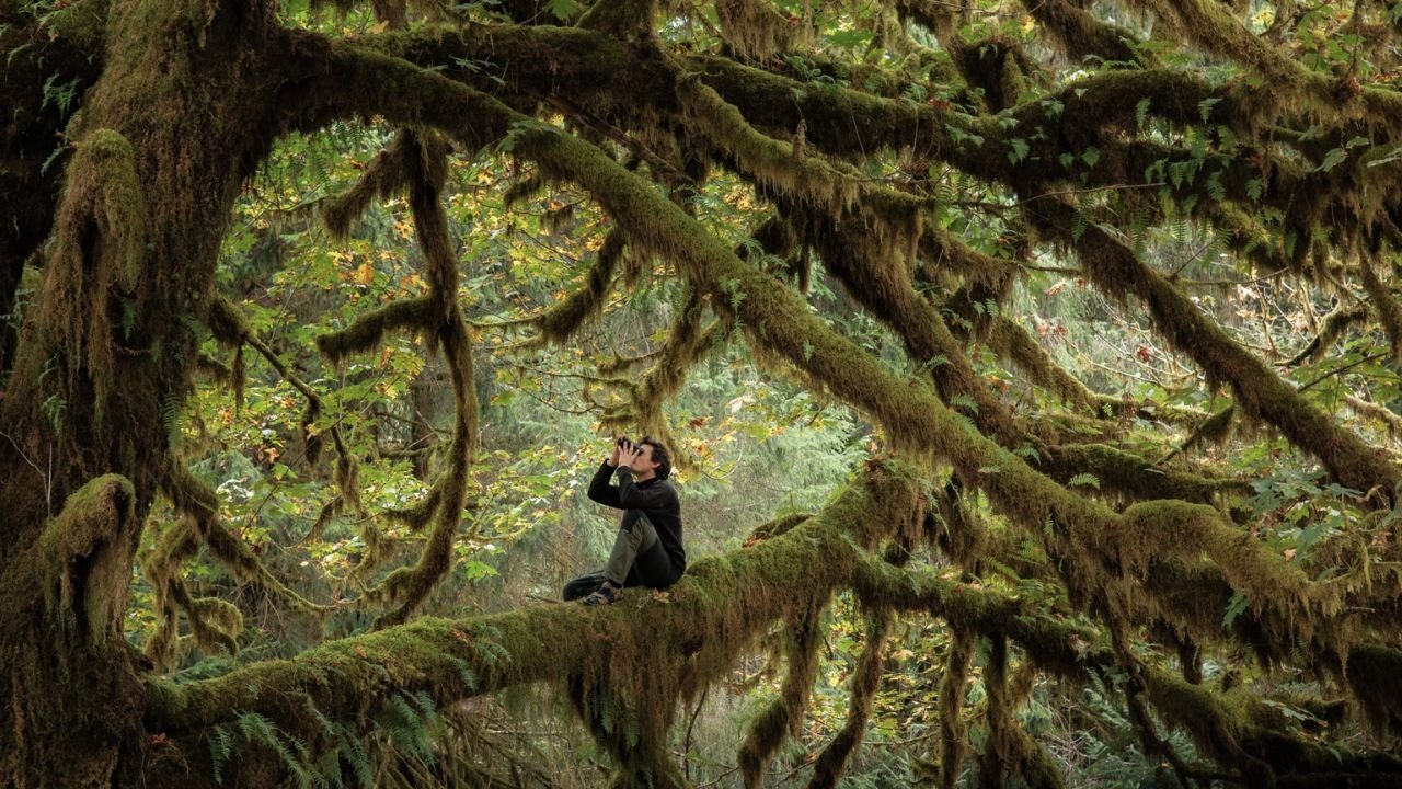 Le chant des forêts