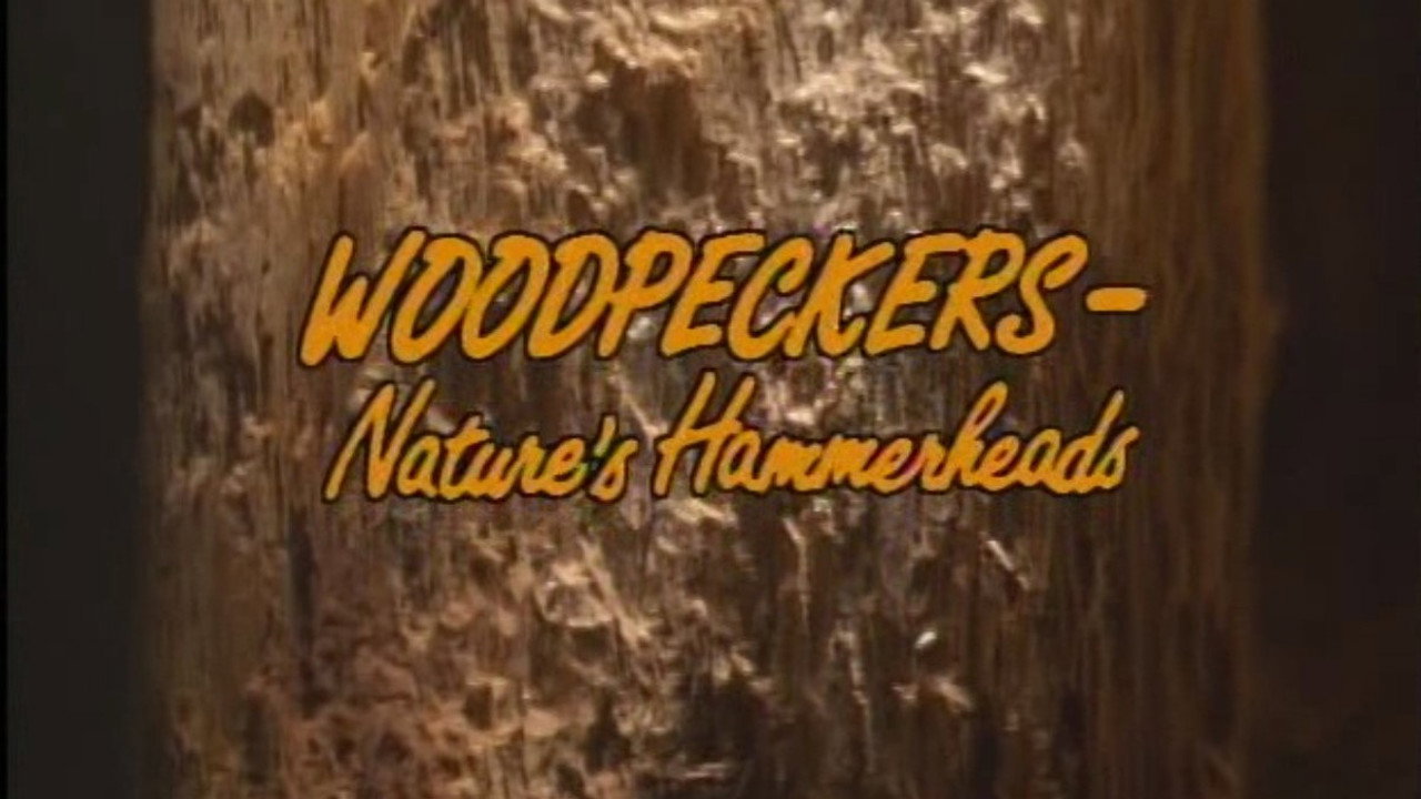 Wookpeckers - Nature's Hammerheads