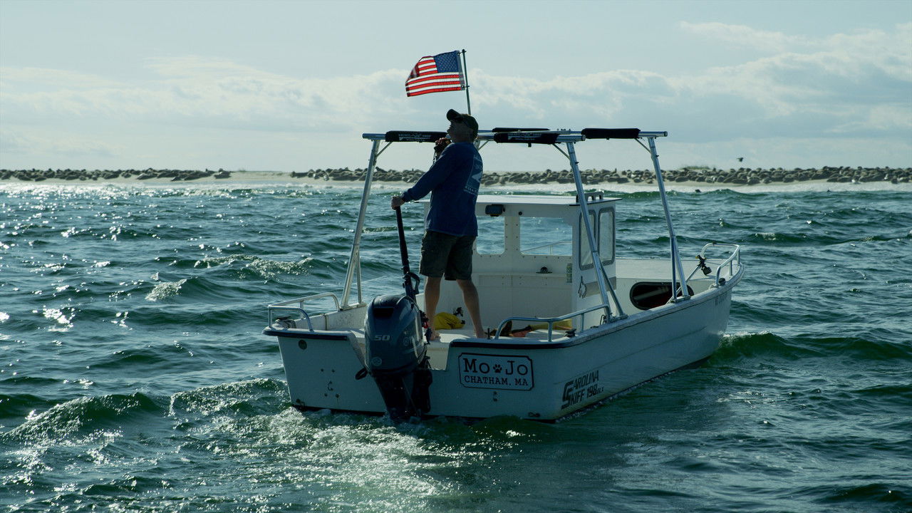 Great White Summer Backdrop