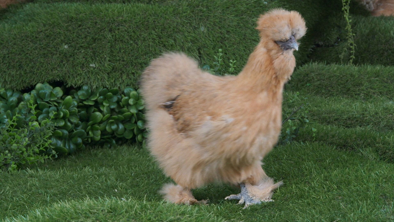 Game of Chicken