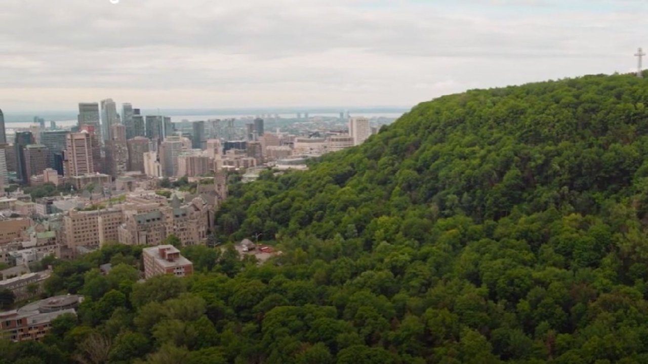 Urban Forests