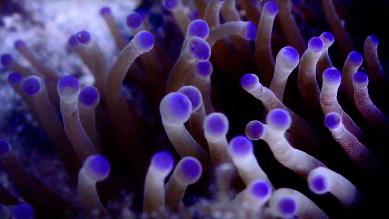 backdrop Pueblos de Arrecife