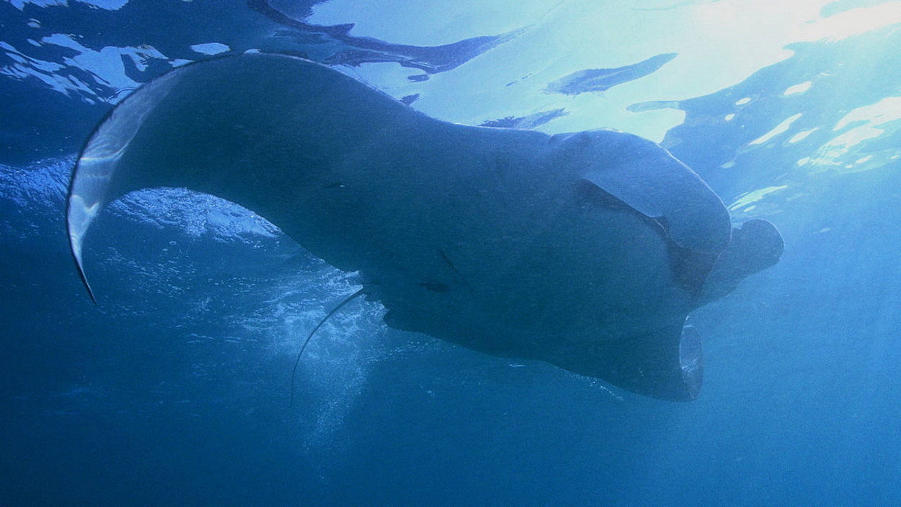 Manta Mystery