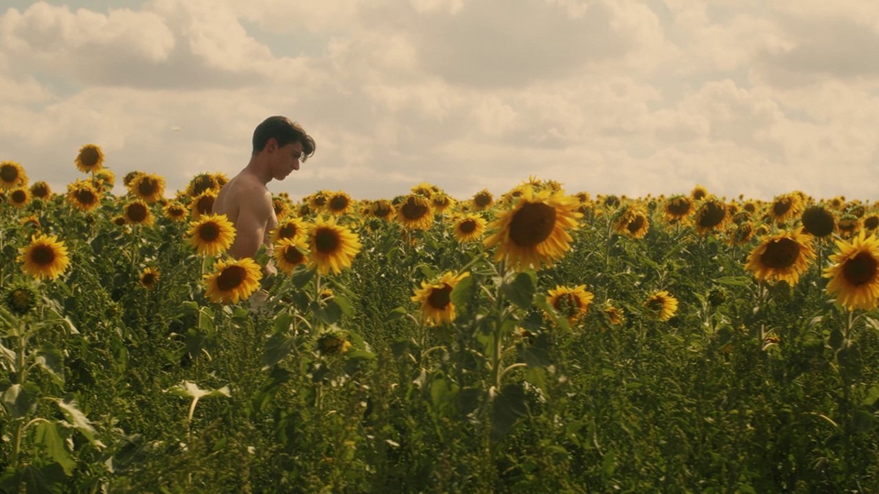 Sunflower backdrop