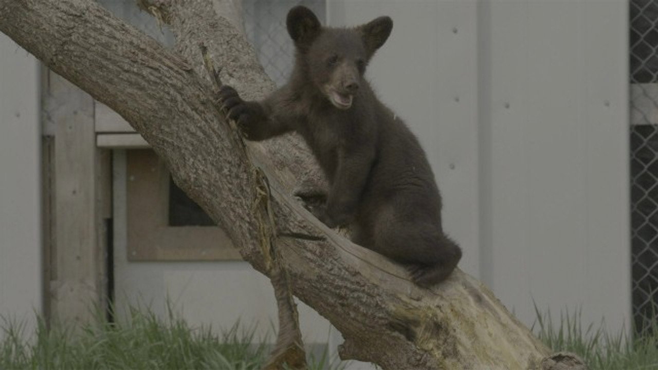 Becoming a Bear