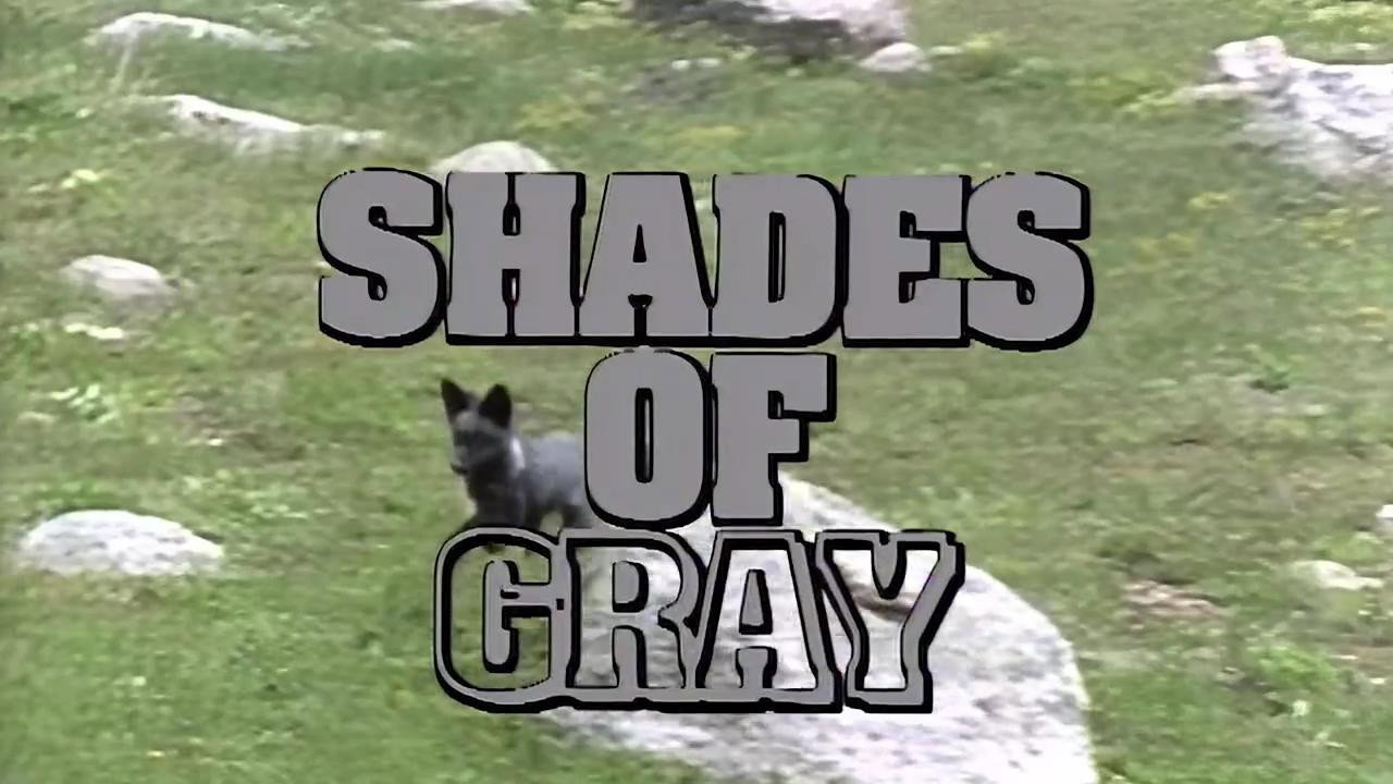 Shades of Gray