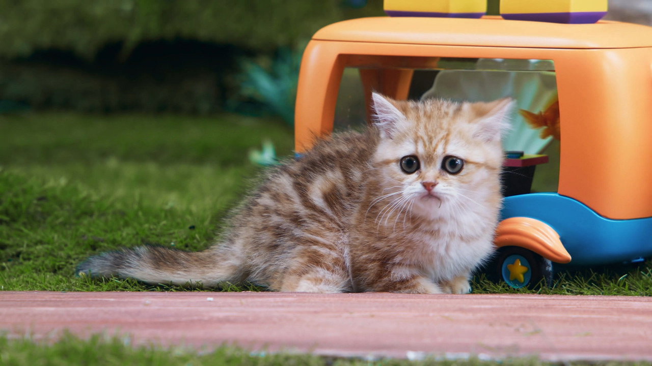 Mittens' Cousin