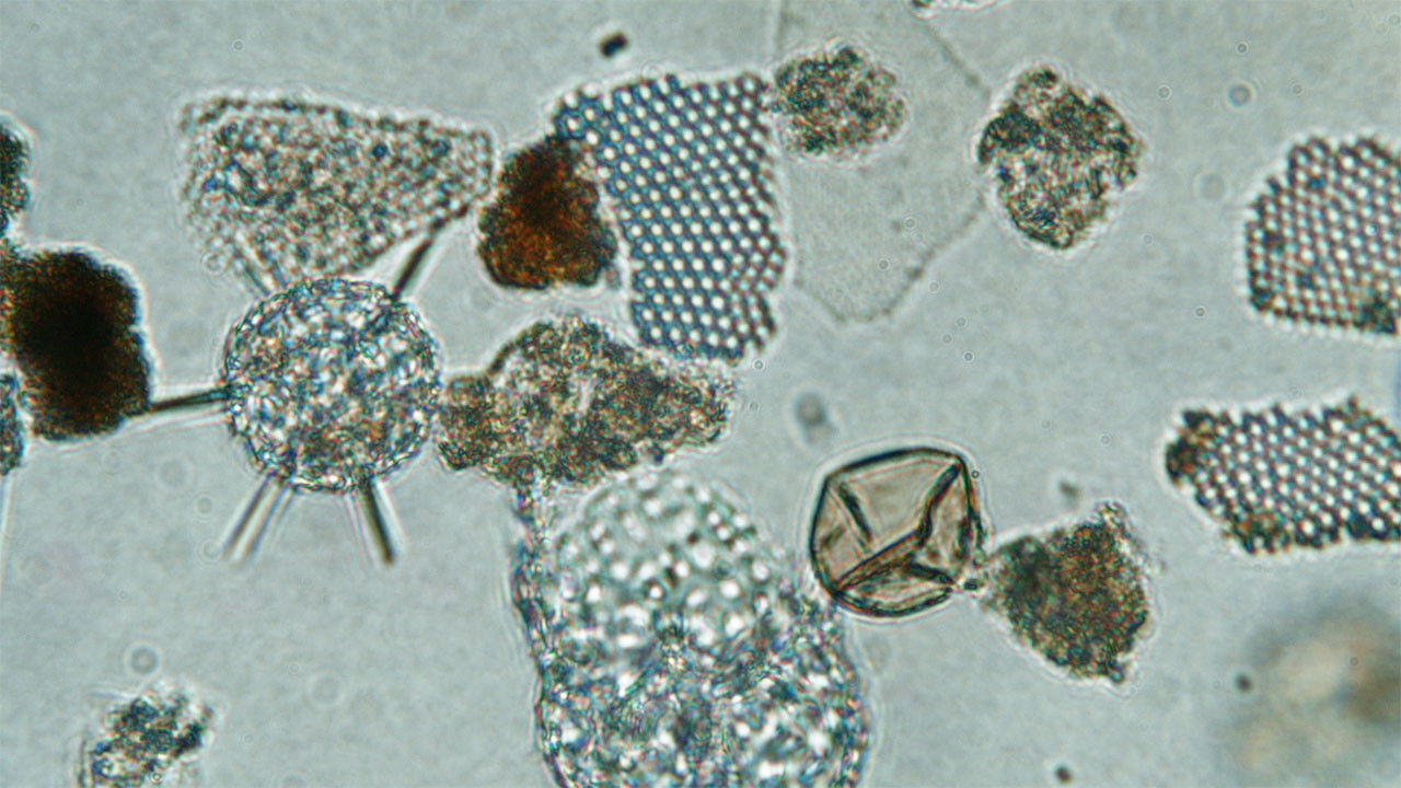 backdrop Ballast Stowaways Dinoflagellates