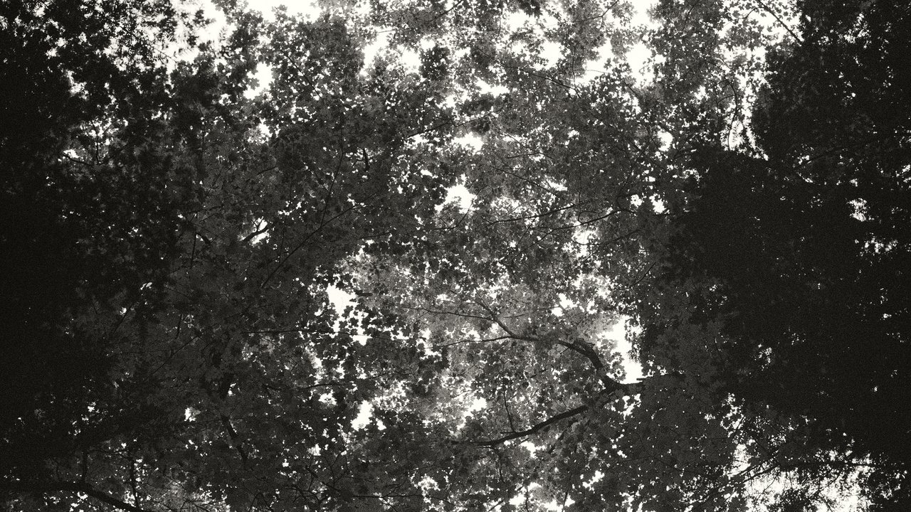 backdrop Idle Hours