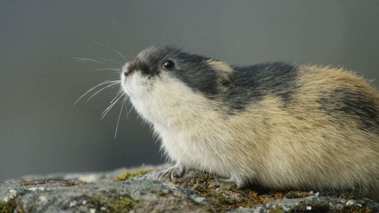 Lemming: The Little Giant of the North (2017)