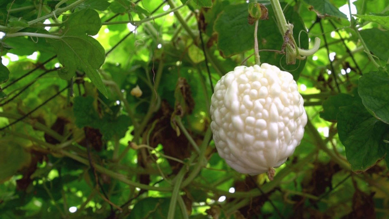 香港原味道 — Épisode 9