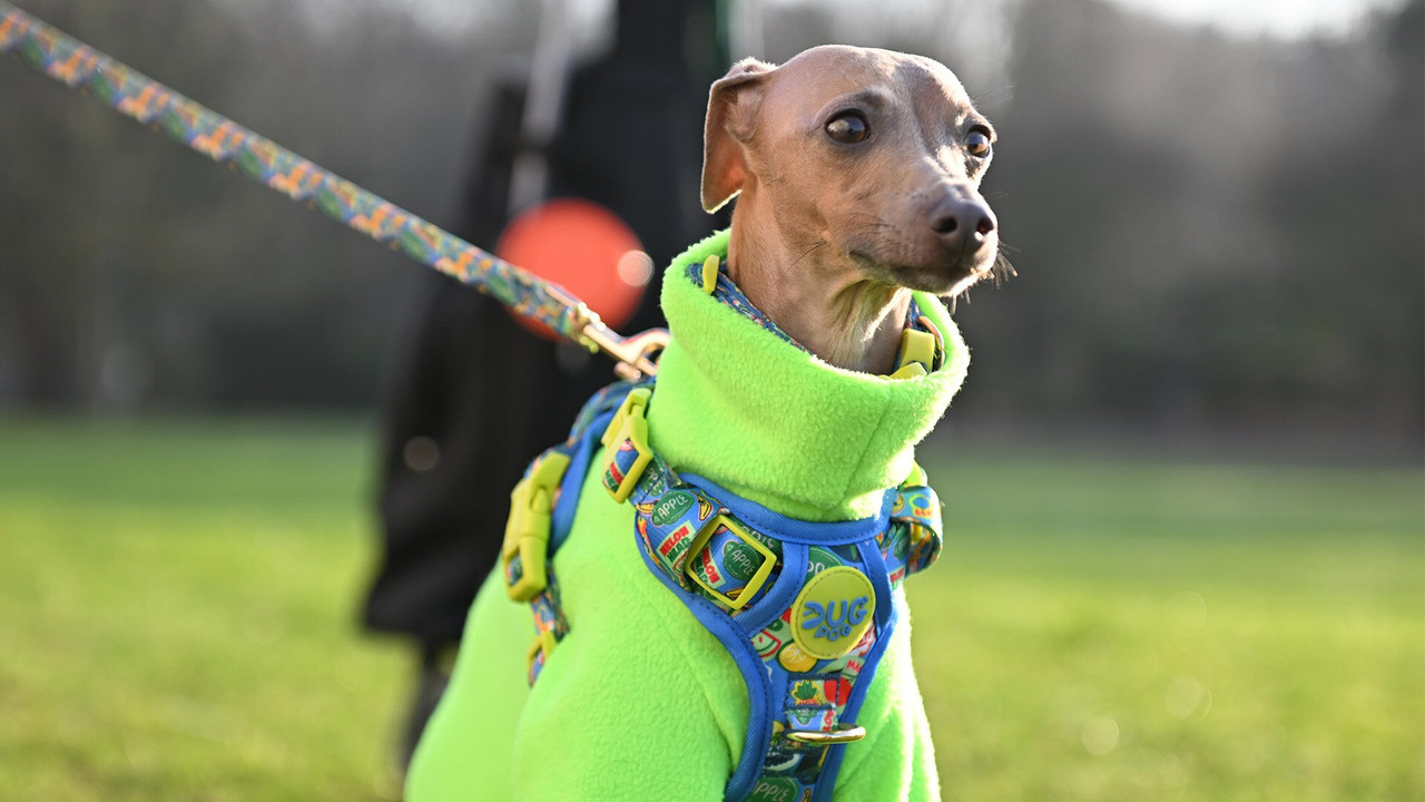 Crufts — Épisode 7