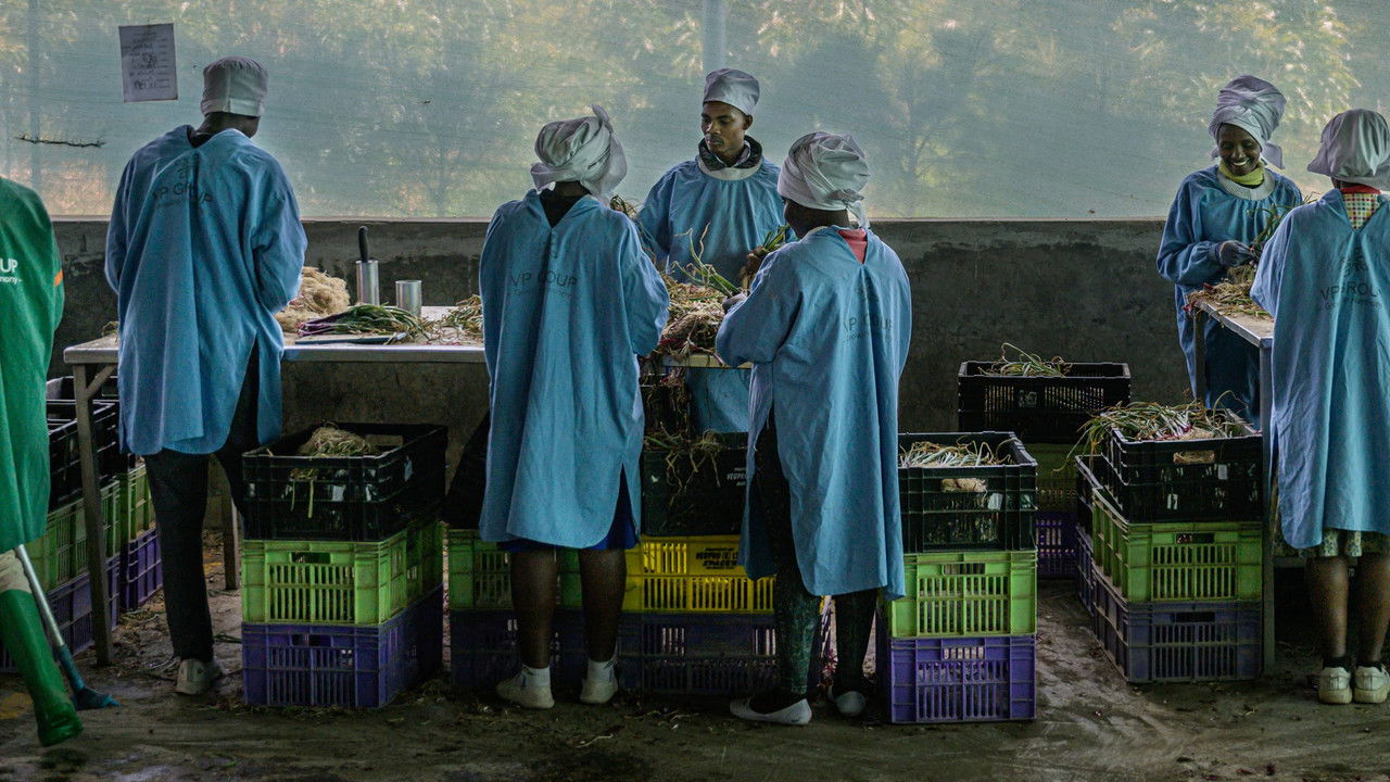 Kenya - The vegetable garden of Europe