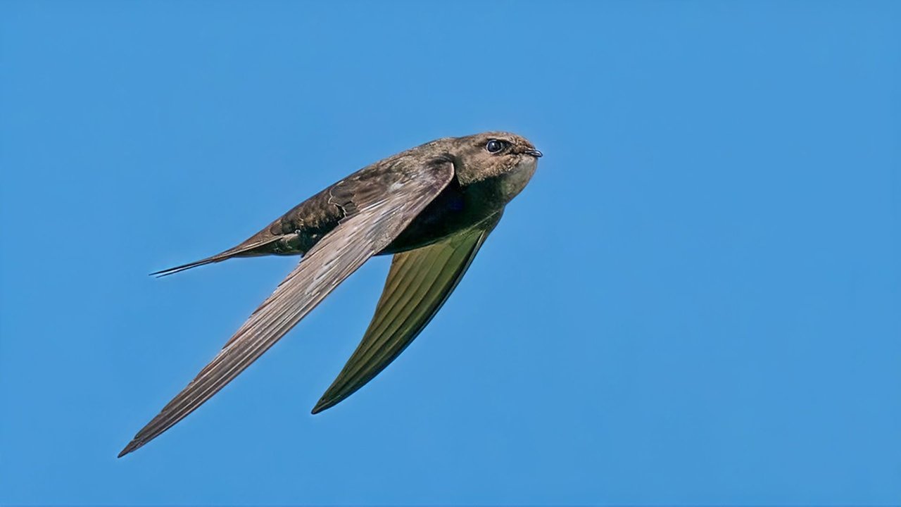 Springwatch - Season 21 Episode 11 : Episode 11