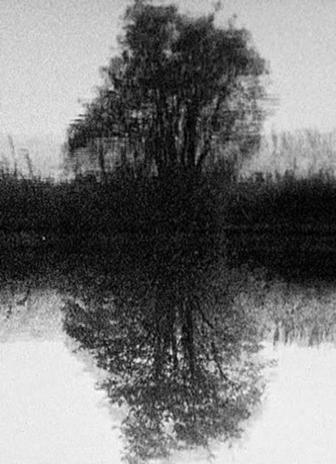 Tree Reflection filmaffisch