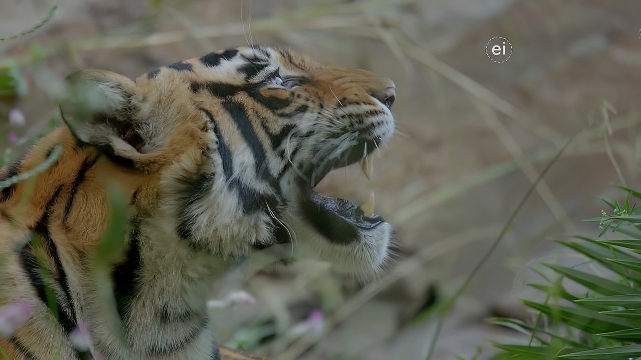 Earth Odyssey with Dylan Dreyer - Season 4 Episode 18 : Asia Adventures