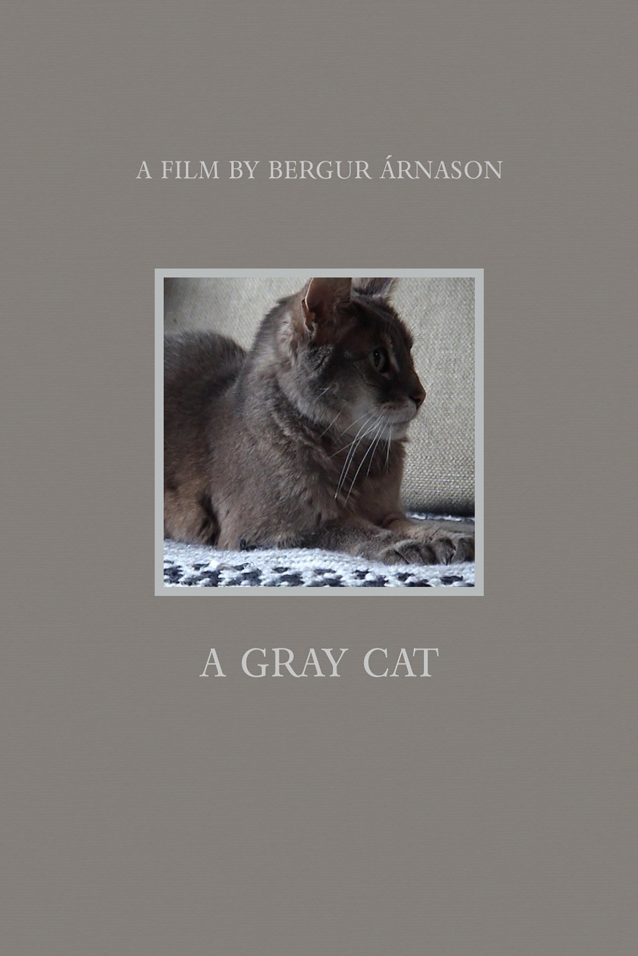 A Gray Cat Backdrop