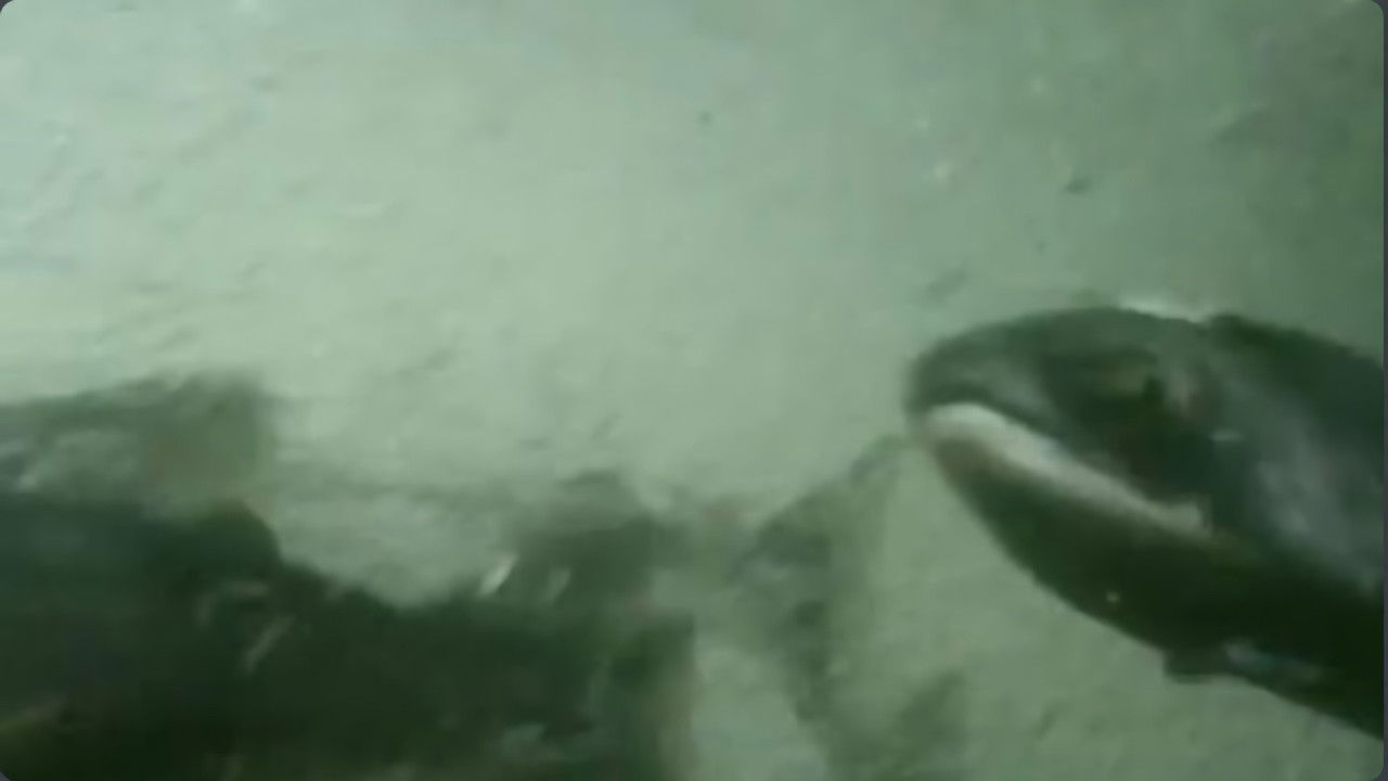 Massive Nature — Le bord