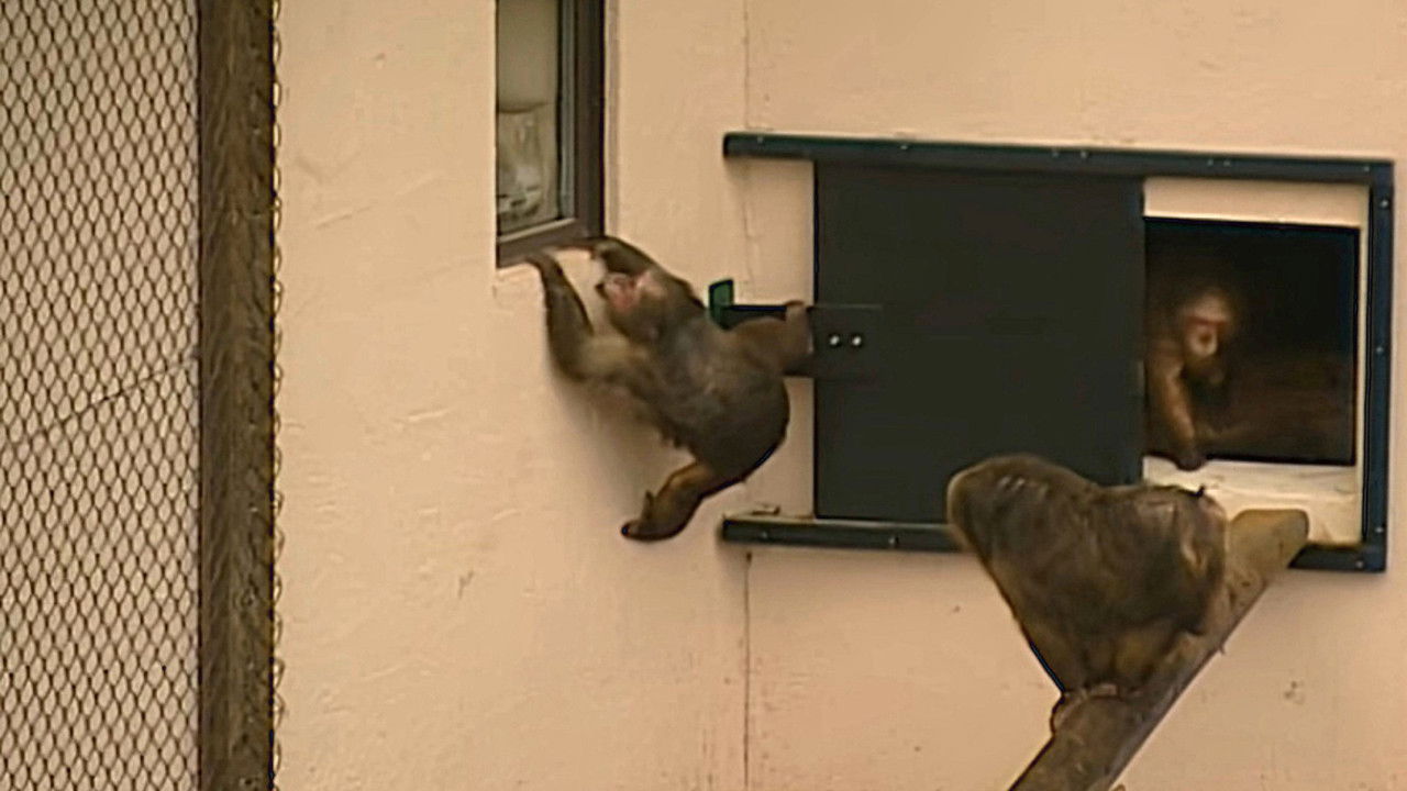 Monkey Business — Épisode 12