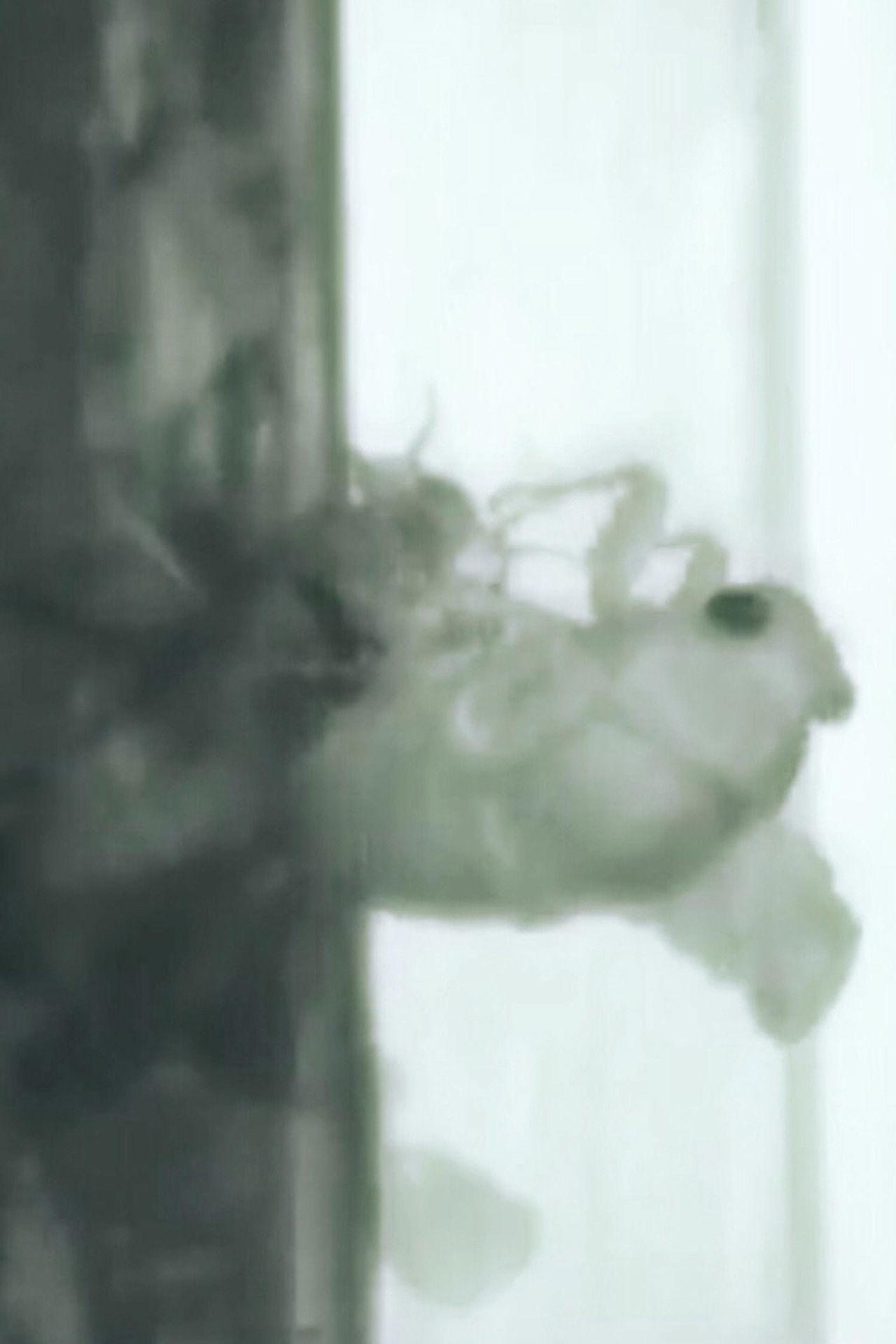 Un Ange Passe Backdrop