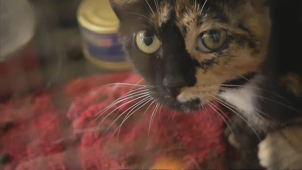 Animal Cops : Miami — Épisode 8