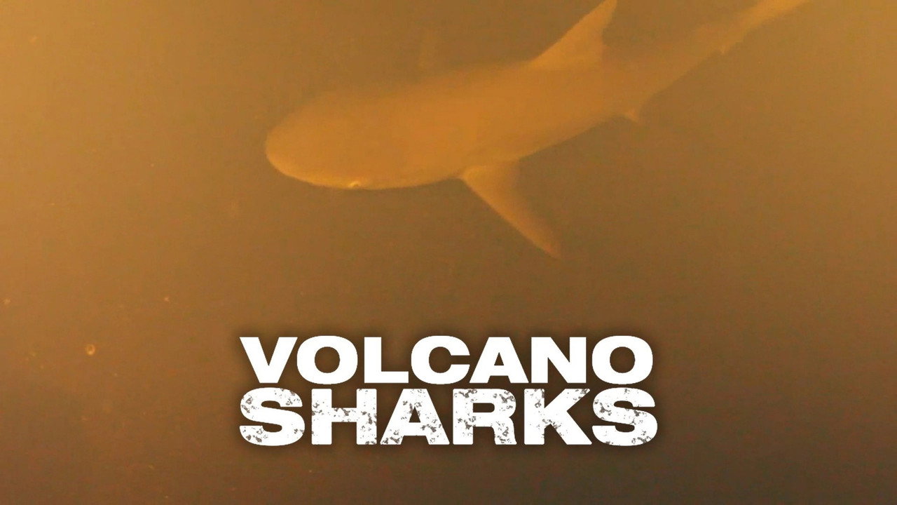 Volcano Sharks