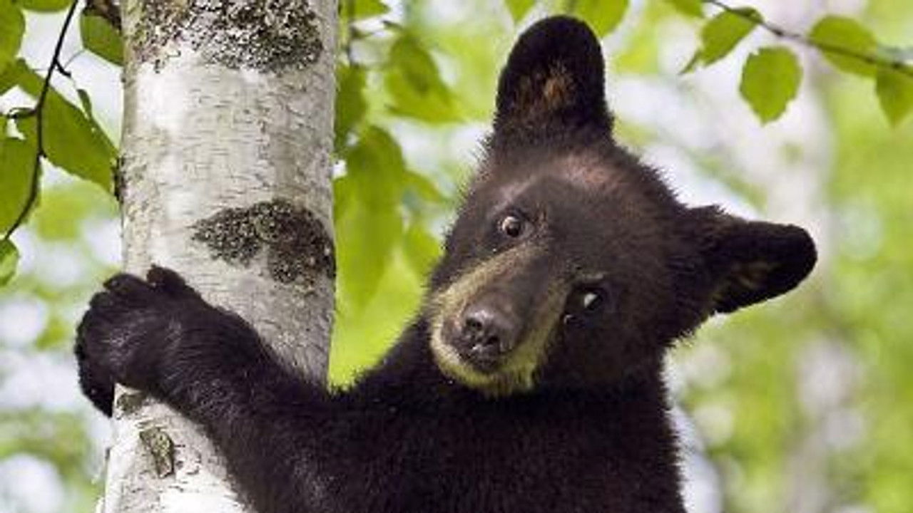 All About Animals — Épisode 13