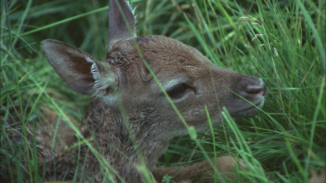 The Deer Garden: The Romantic Forest still 4