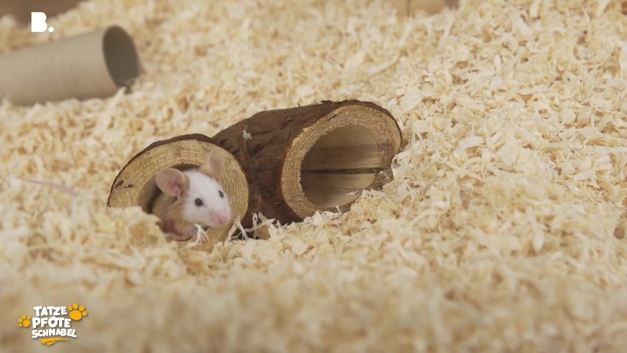 Tatze, Pfote, Schnabel - Season 3 Episode 10 : Episode 10