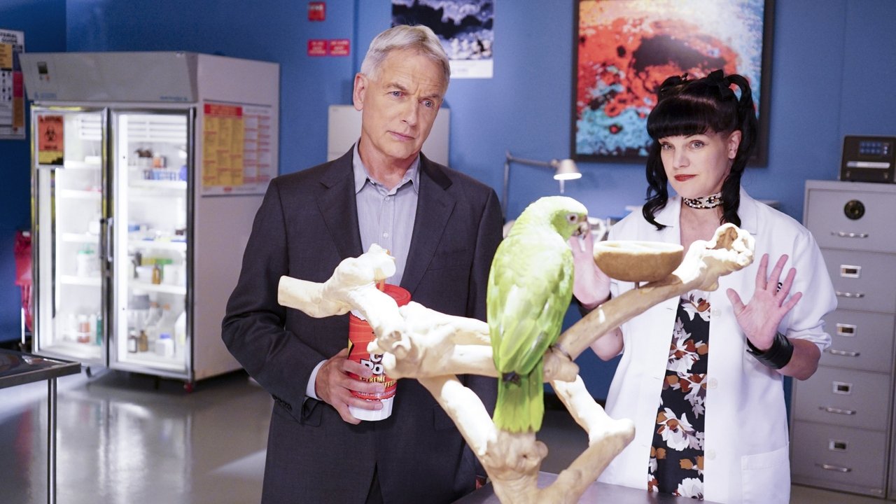 NCIS - Season 14 Episode 3 : Privileged Information