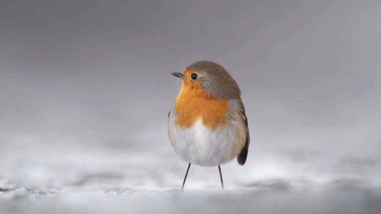 100 Tage Autark - Season 1 Episode 63 : Episode 63