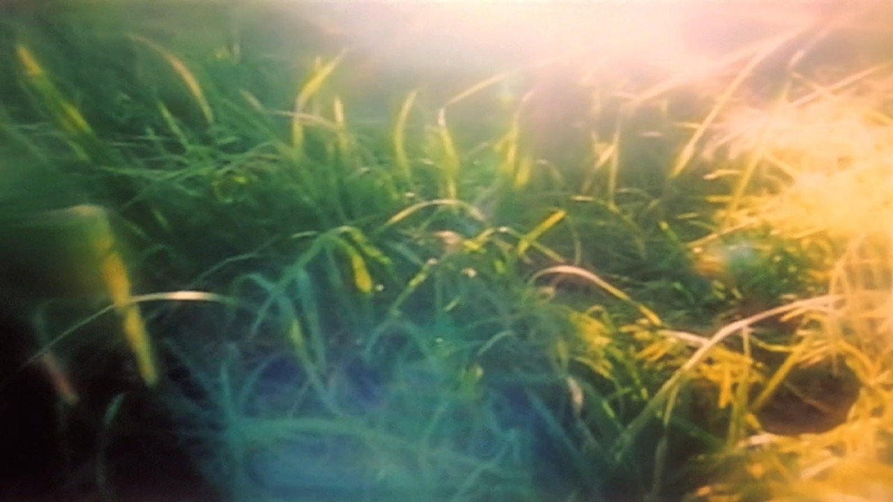 Fondo