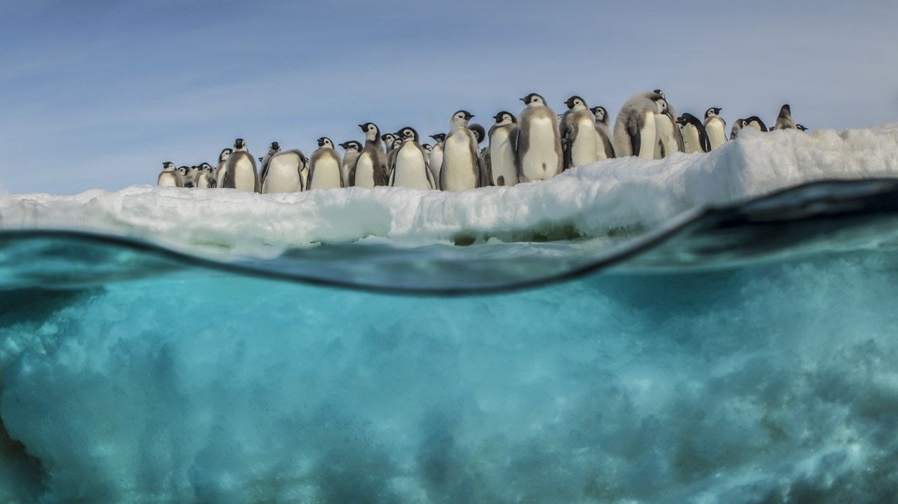 Scen från Antarctica, in the footsteps of the Emperor