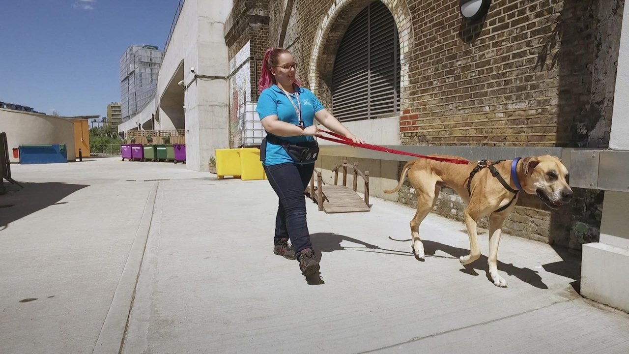 For the Love of Dogs - Season 7 Episode 3 : Episode 3