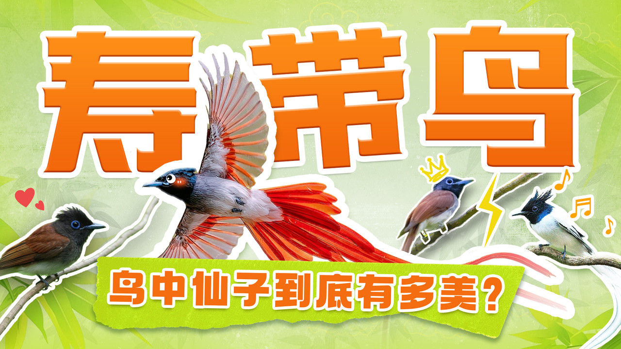 斑马百科探索 — Épisode 28