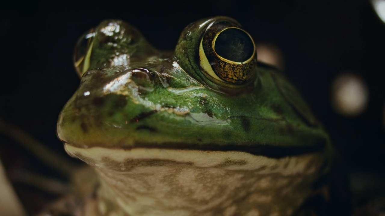 Image Naturaleza de pesadilla (2025) Temporada 1 HD 1080p Latino Castellano