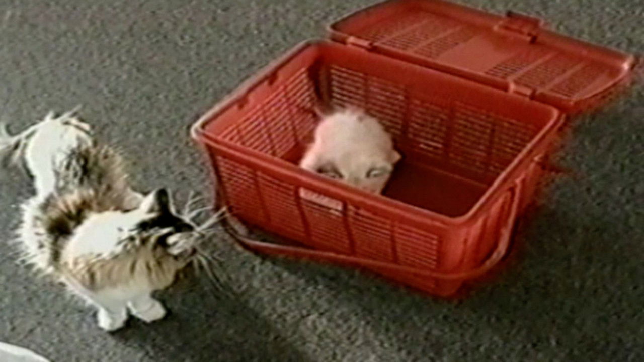 Funniest Pets & People — Épisode 17