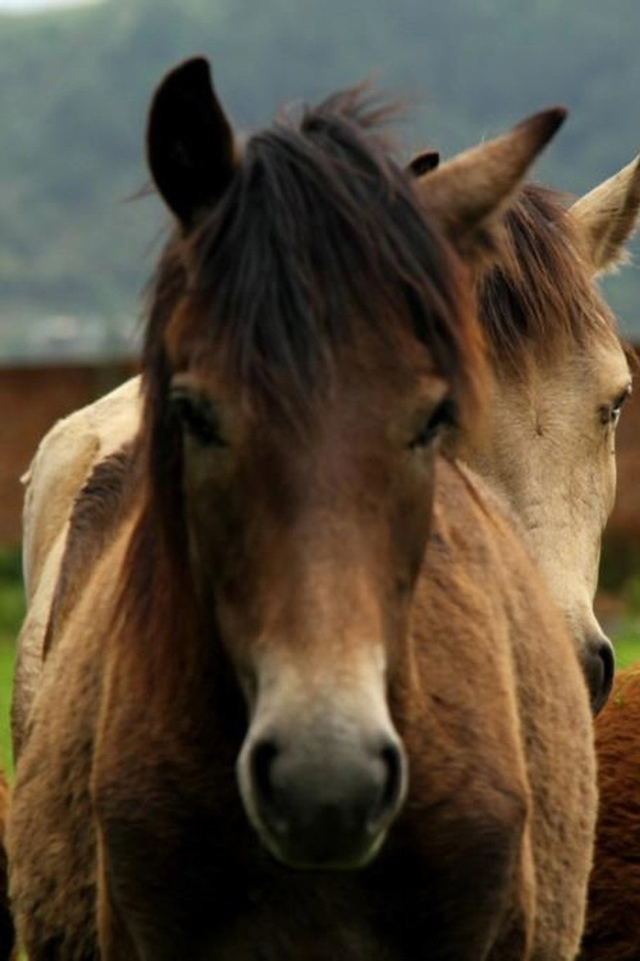 Manipuri Pony filmaffisch