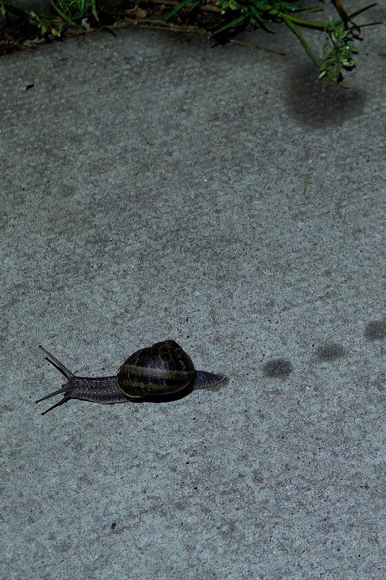 Toad Dance filmaffisch