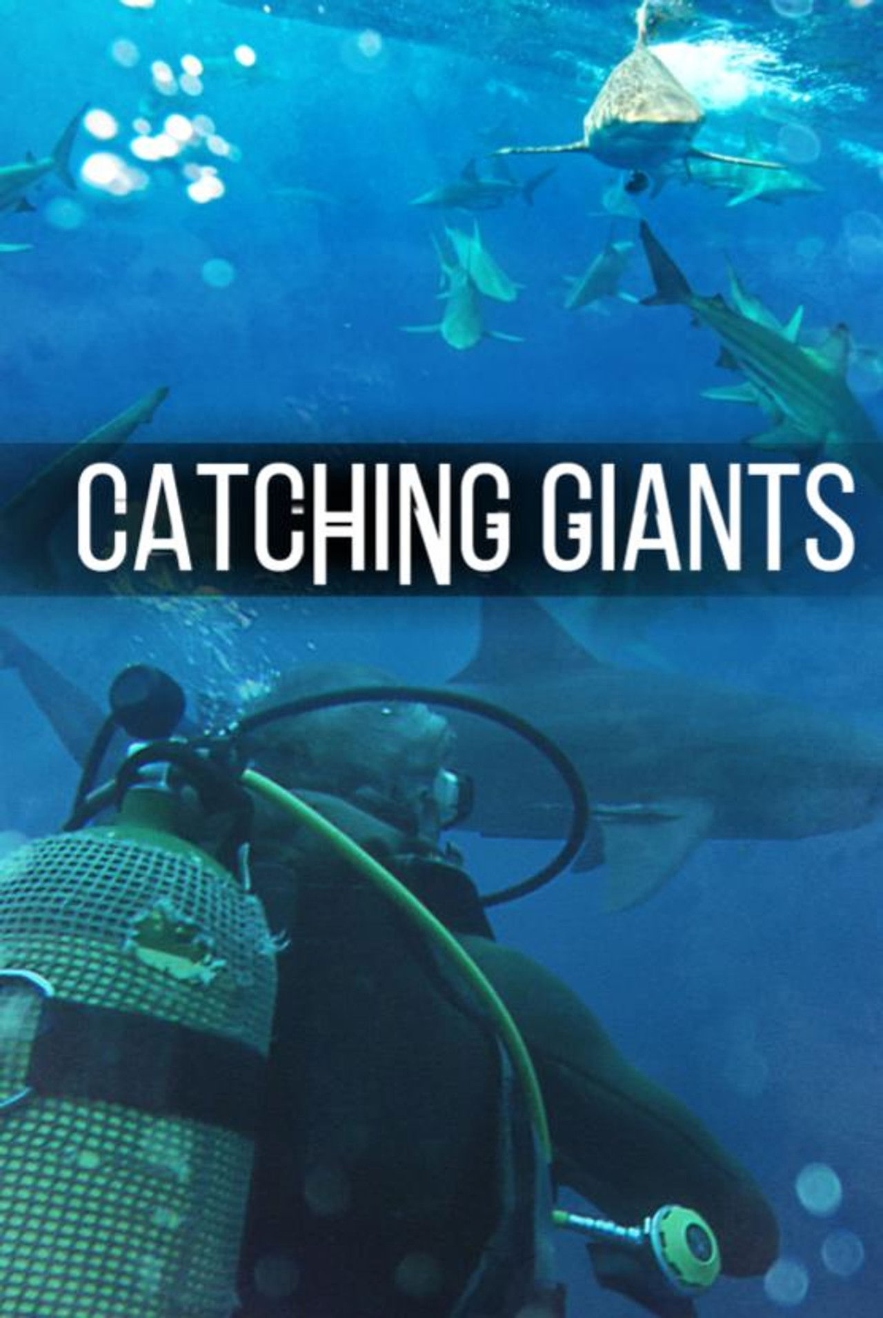 Catching Giants: Zambezi Shark Backdrop